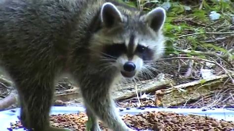 Raccoon Documentary Baby Raccoon Feeding Frenzy Youtube