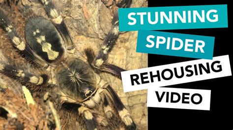 Definitions for lowland ˈloʊ ləndlow·land. POECILOTHERIA SUBFUSCA 'LOWLAND' - YouTube