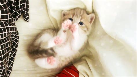 Sweet Kitten Cute 80lvl Youtube