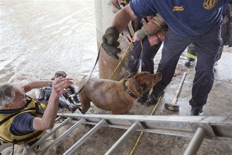Rescuing A Dog 20 Pics Amazing Creatures