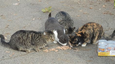 30 Top Images Feral Cat Colony Help Forcing Starvation On Feral Cats