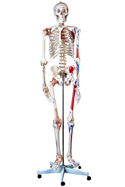 Advanced 180cm Tall Life Size Human Anatomical Skeleton Model With