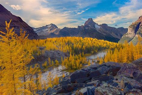 Stunning Image Of Yellow Larches From The Opabin Plateau In Lake Ohara