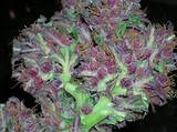 Best Marijuana Buds Pictures Photos