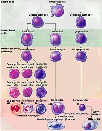 Learn about normal white blood cell count ranges, what the ranges mean, and why a physician might order this type of blood test. A Health Care Blog by Dr Vikash Singh: White Blood Cell ...