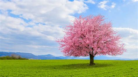 Lonely Japanese Cherry Sakura With Pink Flowers In Spring Time On Green