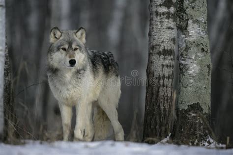 Grey Wolf Canis Lupus Portrait Stock Image Image Of Canis Outside