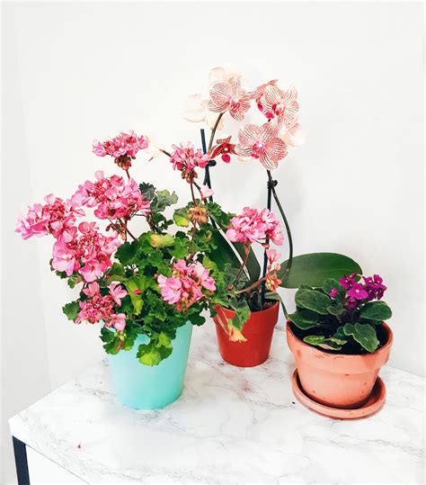 House Plants 3 Flowering Plants Carla Bethany Interior Design Blog
