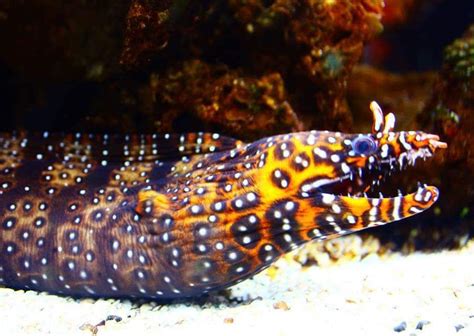 Dragon Moray Eel Underwater Creatures Ocean Creatures Underwater