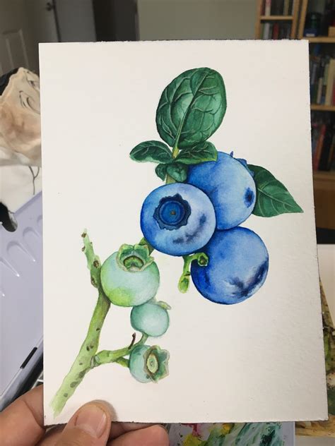 Blueberry Watercolor Illustration R Watercolor