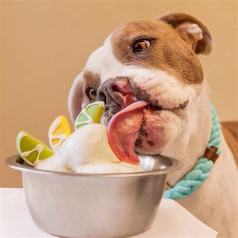 Doesnt Your Canine Companion Deserve A Frozen Treat This Summer