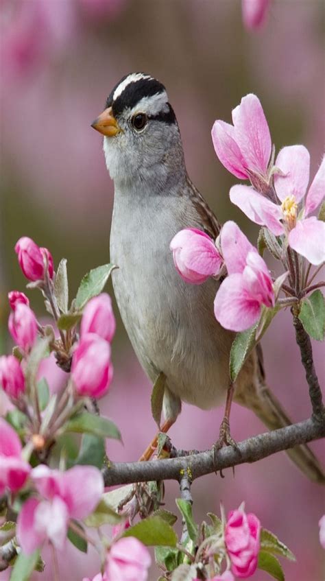 3840x2160px 4k Free Download Sparrow Bird Branch Flowers Hd