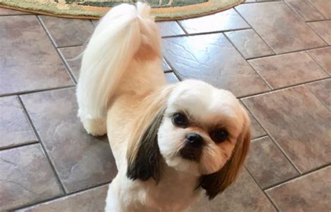 Shih Tzu Tail Ultimate Guide Look Grooming Problems Paws And Learn