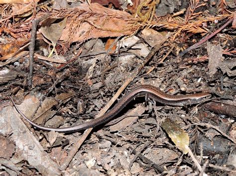 Little Brown Skink Reptiles And Amphibians Of Ninety Six National