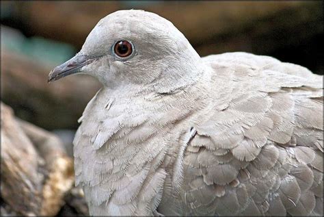 Juvenile Collared Dove Explored Doves Breeds Pets
