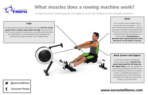 What Muscles Do A Rowing Machine Work Oarsome Fitness Rowing