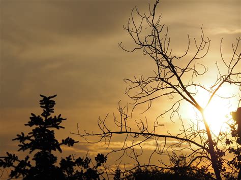 Free Images Tree Nature Branch Cloud Sky Sunrise Sunset