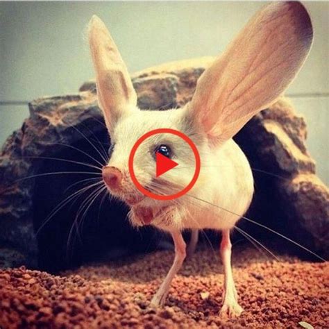 20 Strange Animals That Youve Probably Never Seen Before Weird