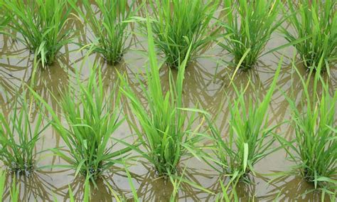 How To Grow Rice For A Sustainable Supply Epic Gardening