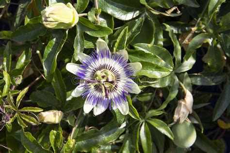 The Blue Passion Flower Passiflora Caerulea Is A Species Of The Species