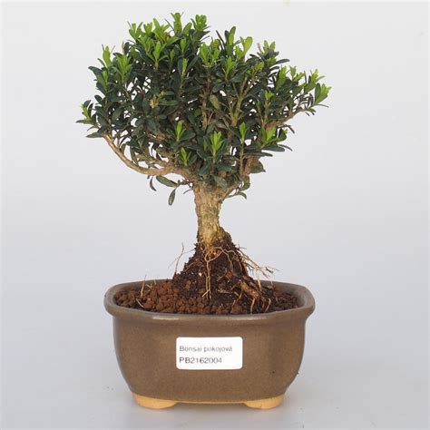 Buxus harlandii seems to be very tough. e-Bonsai - Room bonsai - Buxus harlandii - cork buxus