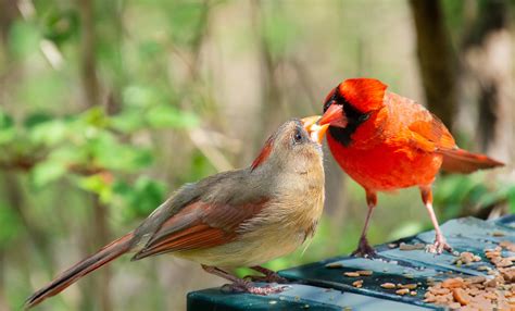 What color are female cardinals? Why Does it Look Like Two Cardinals are "Kissing"