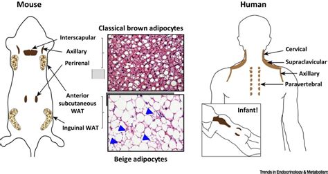 The Common And Distinct Features Of Brown And Beige Adipocytes Trends