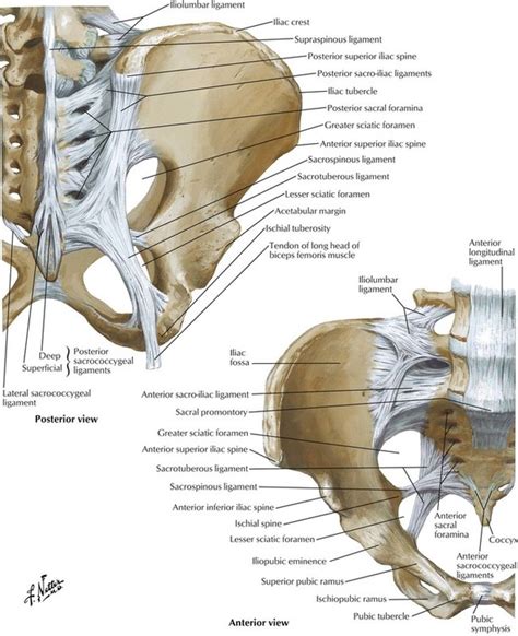 Pelvic Anatomy Female Ligaments