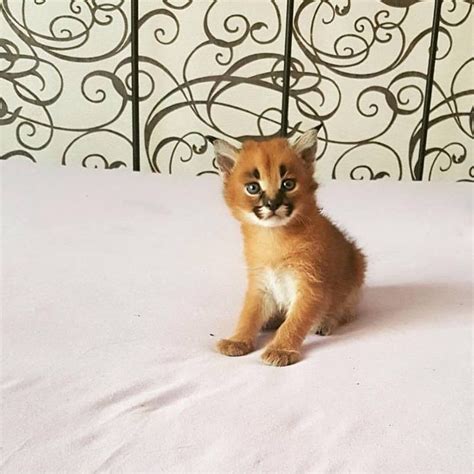 Why buy a kitten for sale if you can adopt and save a life? Savannah and caracal kittens and Serval available FOR SALE ...