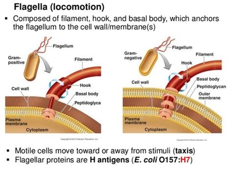 microbio chapter 4 functional anatomy of prokaryotic and eukaryotic cells flashcards quizlet