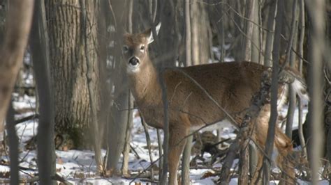 plan to use crossbows to kill nuisance deer in nova scotia town challenged by critics ctv news