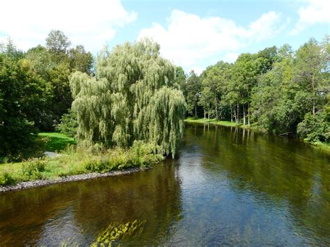 A tree planted by water is going to flourish. Chancellor's Diary: September 4, 2013 - Orthodox Church in ...
