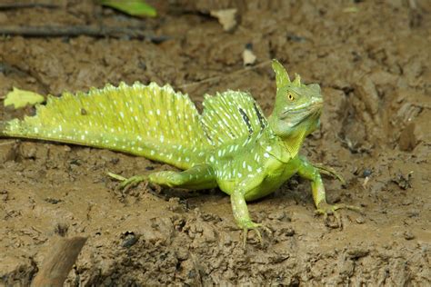 A List Of Different Types Of Lizards With Facts And Pictures