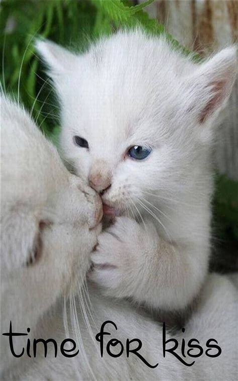 Time For Kiss Cat Cats Kitten Kittens Meow White Hd Phone
