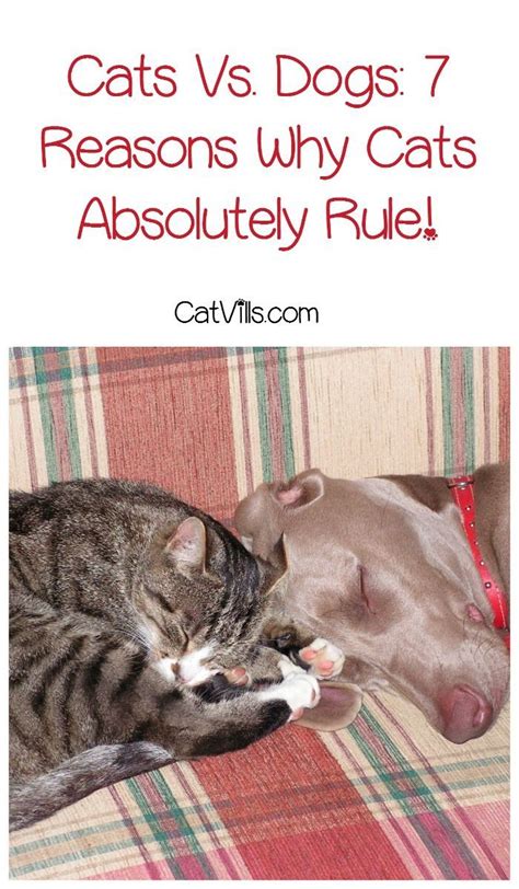 8 Cat Breeds Who Totally Act More Like Dogs Cat Vs Dog Cats Cat Care