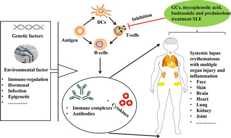 The Pathogenesis And Role Of Abc Transports In Systemic Lupus