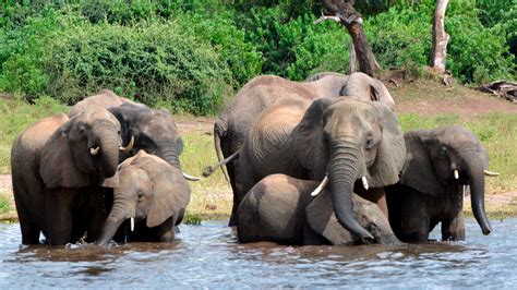 Scores Of Dead Elephants Found In Botswana ‘poaching Frenzy The New York Times