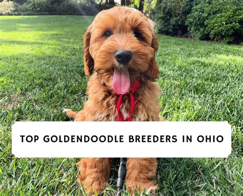 7 Best Goldendoodle Breeders In Ohio 2022 We Love Doodles