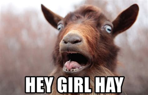 25 Of The Funniest Goat Memes So Far Let S Eat Cake