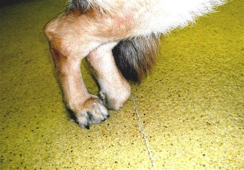 Canine Degenerative Myelopathy Dog Dragging Back Legs