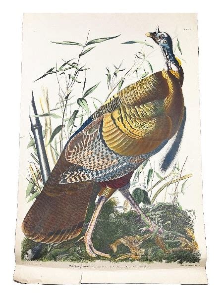 After John James Audubon American 1785 1851 Wild Turkey Meleagris