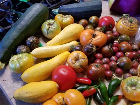 I never thought there was such a thing. Pin by Leslie Pugh Morrison on Heirloom Tomato Varieties ...