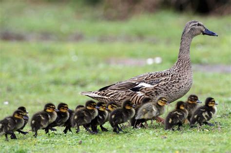 Ducklings Following Mother