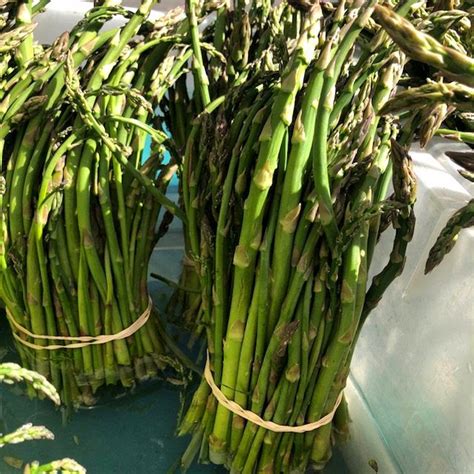 An asparagus crop forms a lot of stems during the summer and it will then have a large evaporating surface. Produce Highlight: Asparagus is Back! - Chico Certified ...