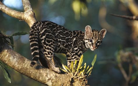 Wildlife Wildlife Costa Rica Margay Desktop Wallpapers And