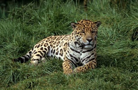 Jaguar Tropical Rainforest Carnivore Animal Stock Photos Pictures
