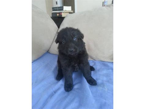 8 Akc Registered Black German Shepherd Puppies Bristol Puppies For