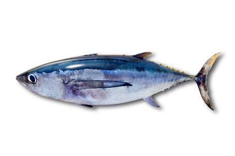 Albacore Tuna Facts And Beyond Biology Dictionary