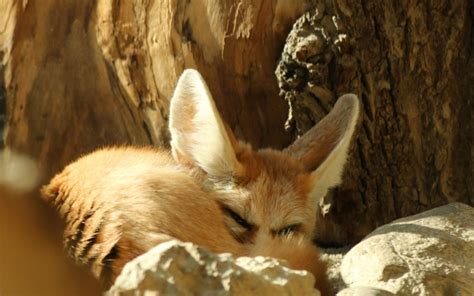 The Fennec Fox A Guide To Fennec Foxes All Things Foxes