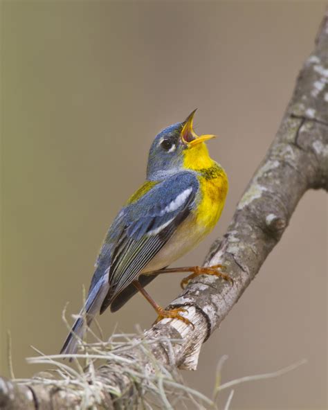 South Carolina Birds — Chas Mcrae Photography